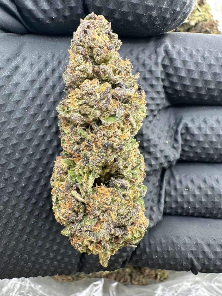 Gumbo 21% thc hybrid